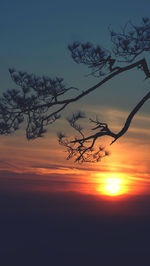 Silhouette tree against orange sky