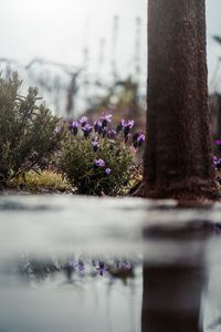Close-up of purple flowering plant by lake