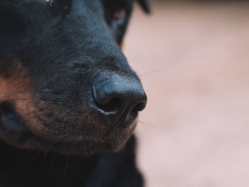 Close-up of a dog