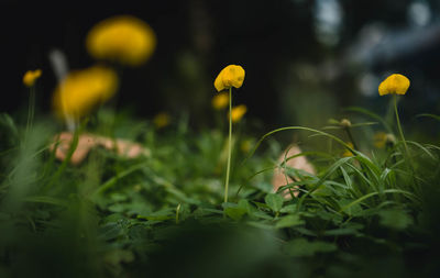 Close-up of yellow flowering plant