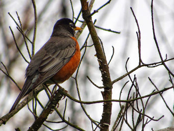 Low angle view of bird perching on branch