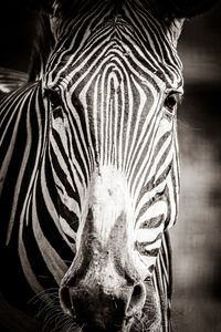 Close-up portrait of a zebra
