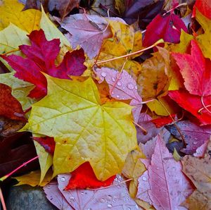 Close-up of maple leaves