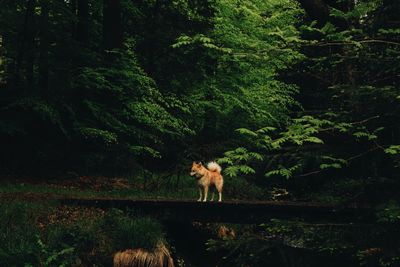 Dog standing in a forest