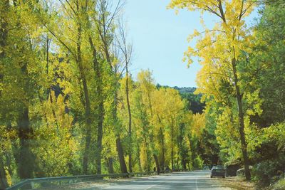 Road passing through forest