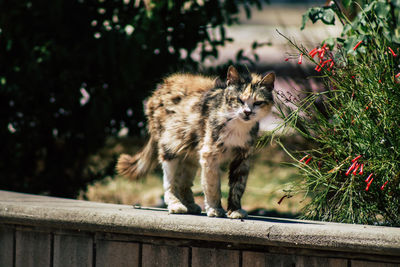 Portrait of cat by plants