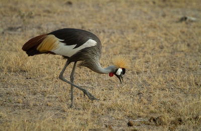 Grey crowned crane bird eating bugs in the grass