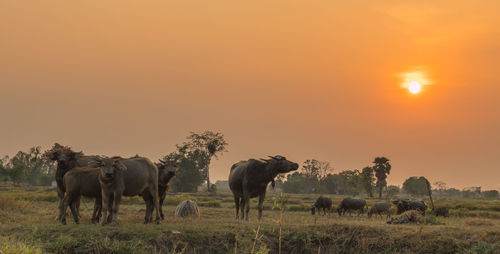 Horses grazing on field against sky during sunset