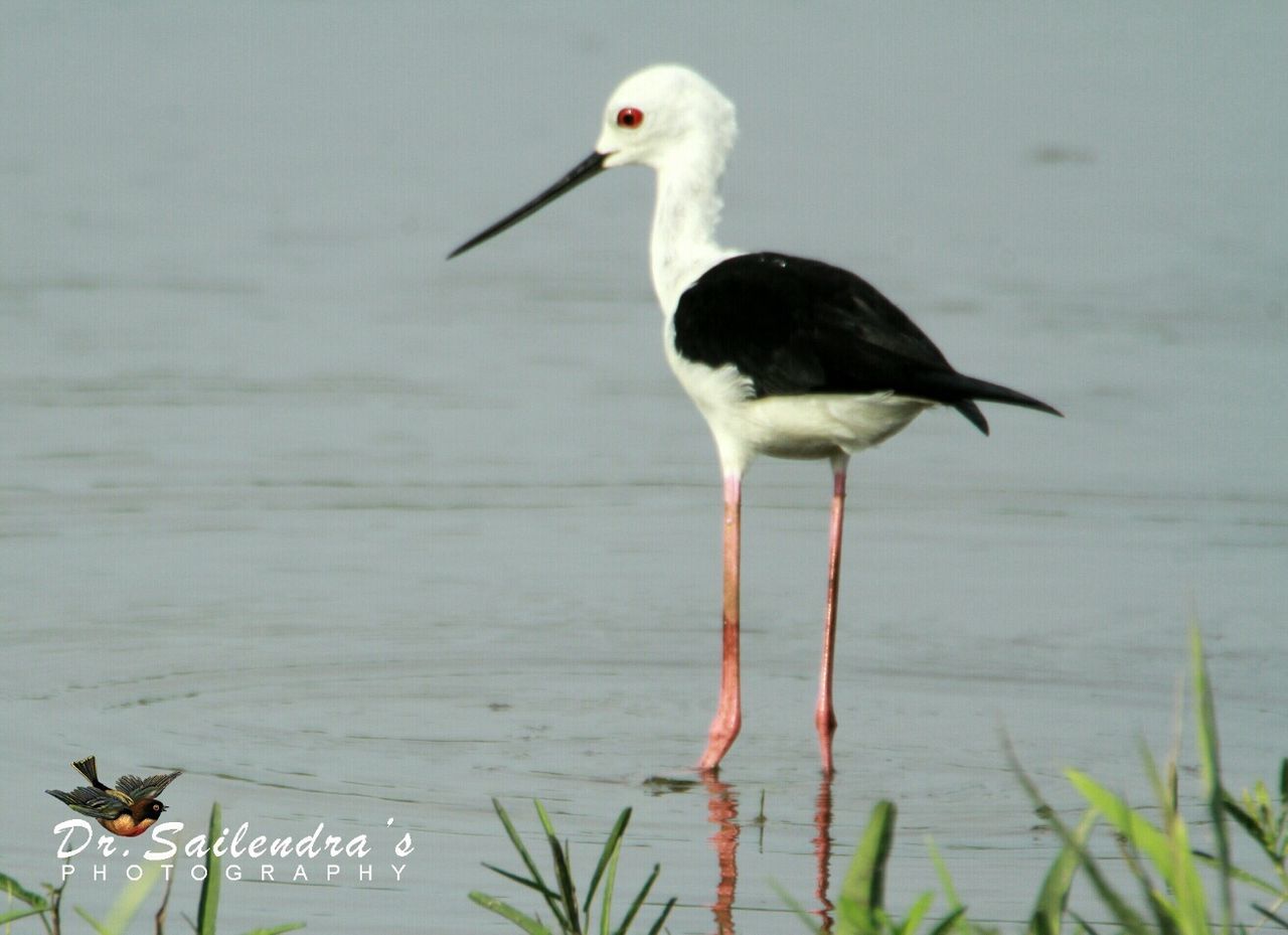 bird, water, animals in the wild, animal themes, animal wildlife, nature, one animal, no people, day, beauty in nature, outdoors, perching