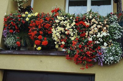 Red flowering plants on window