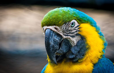 Close-up portrait of macaw