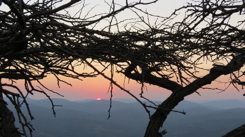 Close-up of tree against sky at sunset