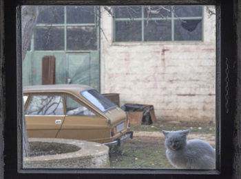 Portrait of cat relaxing on window