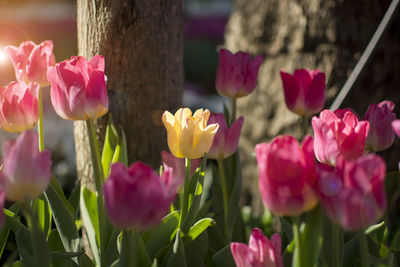 Close-up of pink crocus flowers growing on field