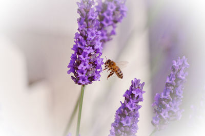 Close-up of bee pollinating on purple flower