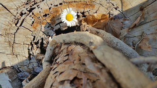 Close-up of bird on tree trunk