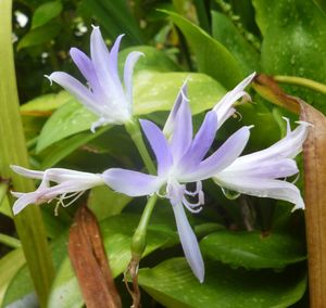 Close-up of water lily blooming outdoors