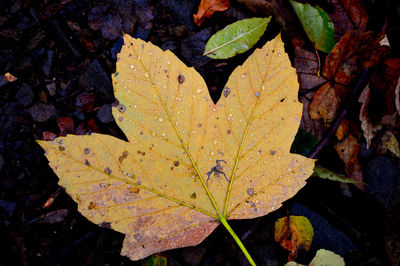 Close-up of maple leaves