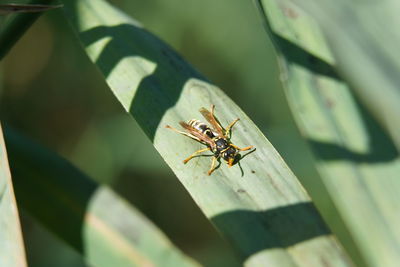 Close-up of insect on leaf