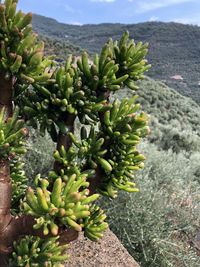 Plants growing on field