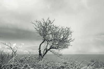 Bare tree by sea against sky