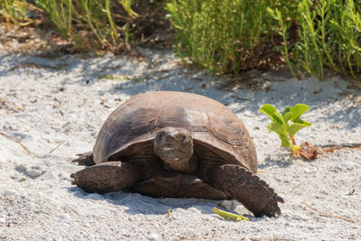 View of a turtle on ground