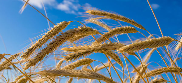 Ripe cereal stands on a field in the state of brandenburg, germany. concept cereal fields.