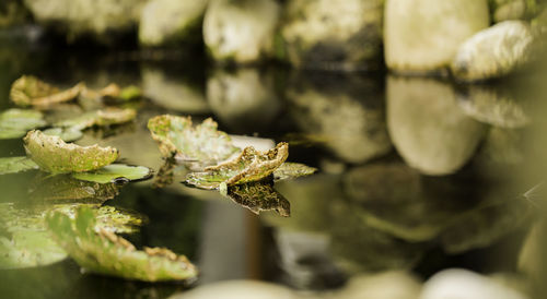 Close-up of leaves on water