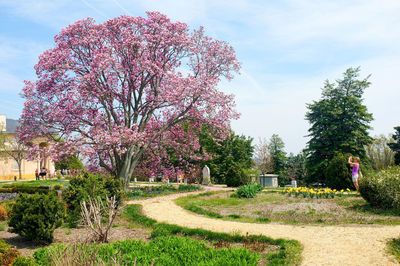 View of flowering plants in park