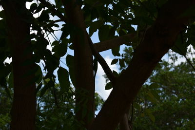 Low angle view of tree in forest