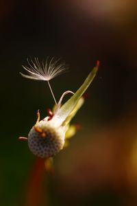 Close-up of flower against blurred background