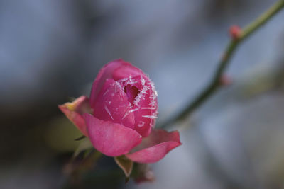 Close-up of pink flower