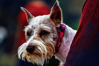 Close-up portrait of dog