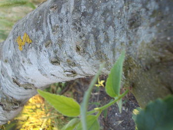 Close-up of plant against blurred background