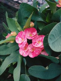 Close-up of pink flowers blooming outdoors