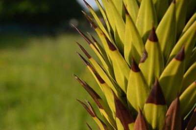 Close-up of flower against blurred background