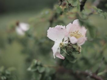 Close-up of white flowers