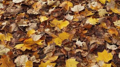 Close-up of yellow maple leaves