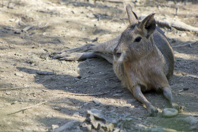 Squirrel on land