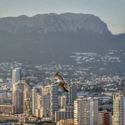 Seagull flying over buildings in city