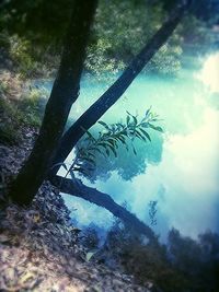 Close-up of tree in water