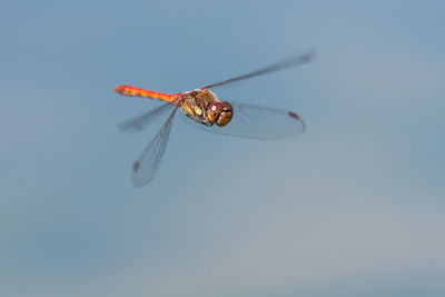 Close-up of dragonfly flying