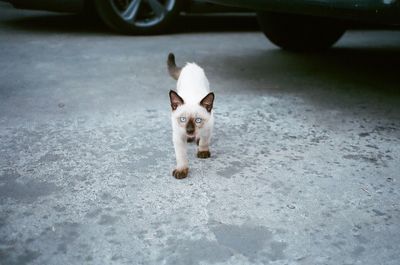 Portrait of cat