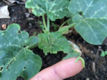 Close-up of cropped hand holding leaf