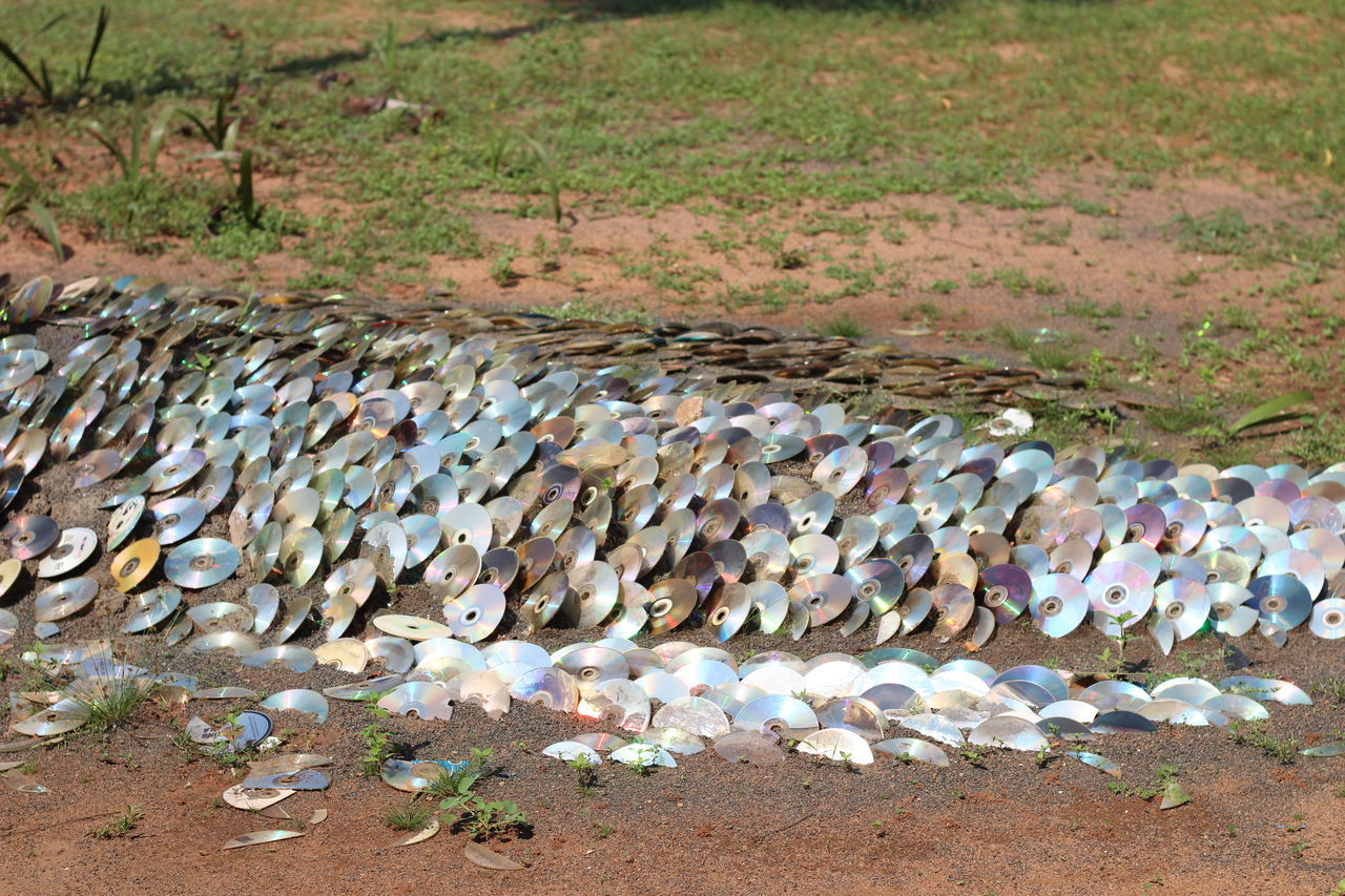 HIGH ANGLE VIEW OF SHELLS ON FIELD