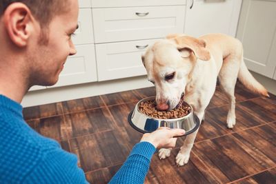 Close-up of man feeding dog at home