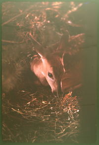 Close-up of goat