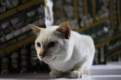 Close-up portrait of white cat