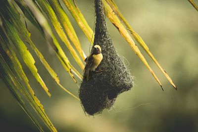 Close-up of bird perching on leaf