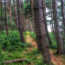 Trees in forest